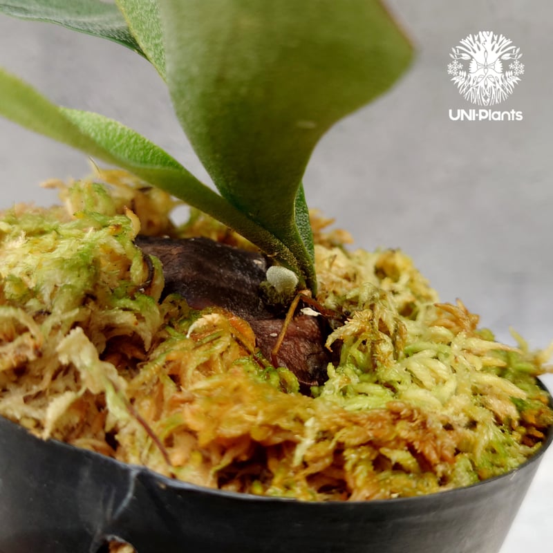 Platycerium Summer Breeze (P.Lemoinei x P.Bicor