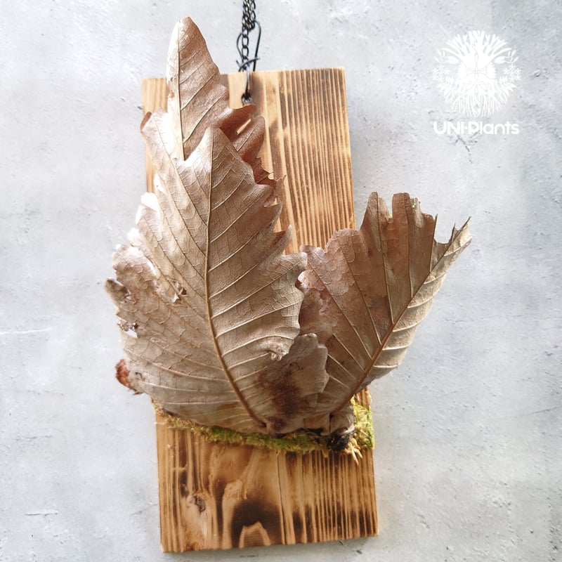 ドリナリア クエルシフォリア 大株 園芸ネット本店｜ドリナリア：ク