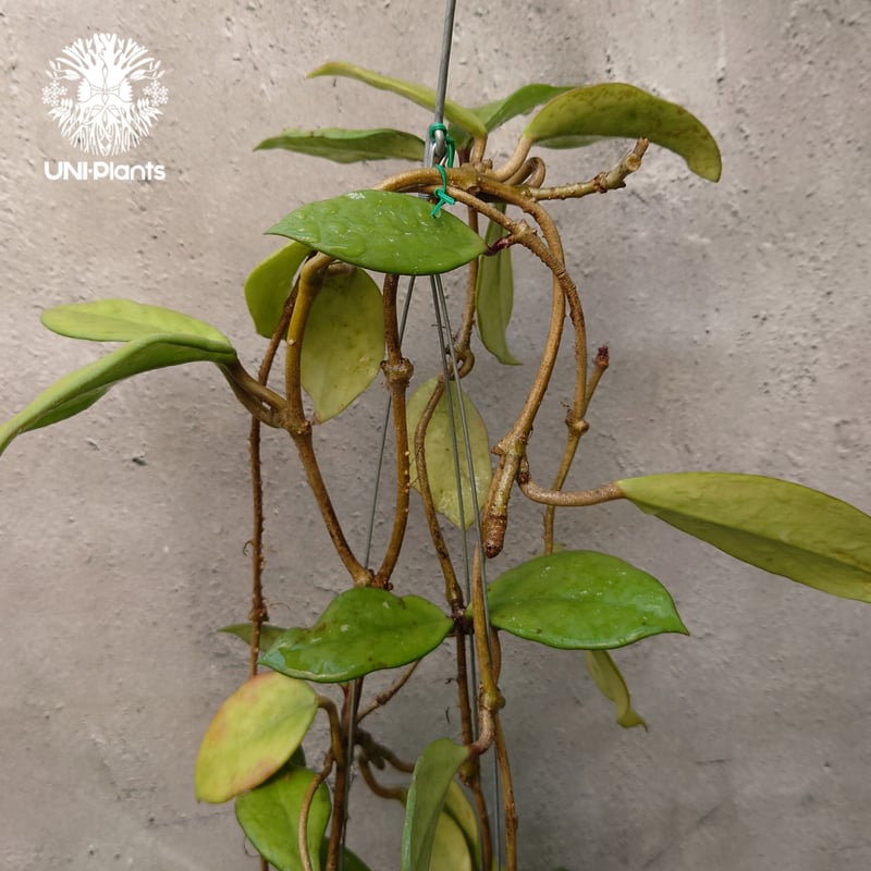 ホヤ プビカリクス ロイヤル ハワイアン パープル 花座付き ホヤ植物