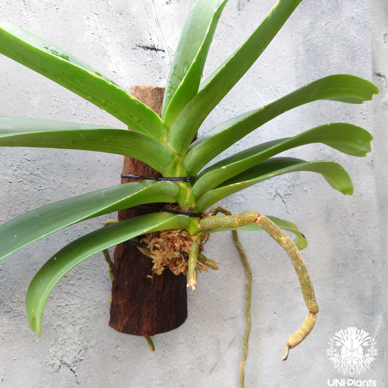 リンコスティリス Rhynchostylis hybrid Kom 着生植物 珍しい 着生蘭