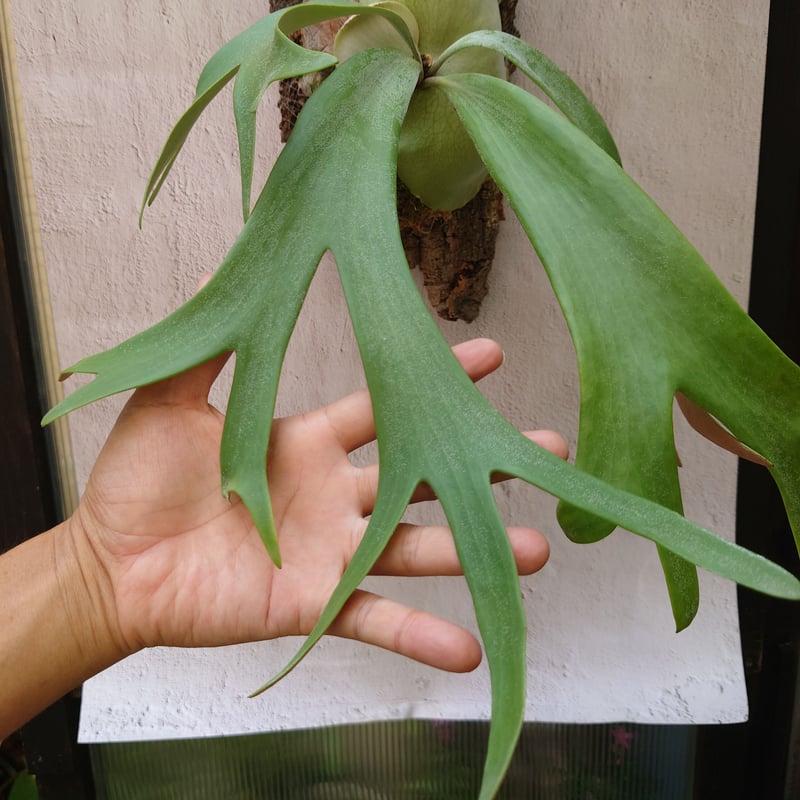 ビカクシダ　ウィリンキー（原種） ビカクシダ ウィリンキーcv.インドネシア Platycerium