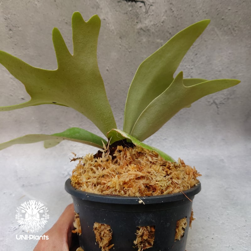 Platycerium willinckii white angel ビカクシダ ウィリンキー