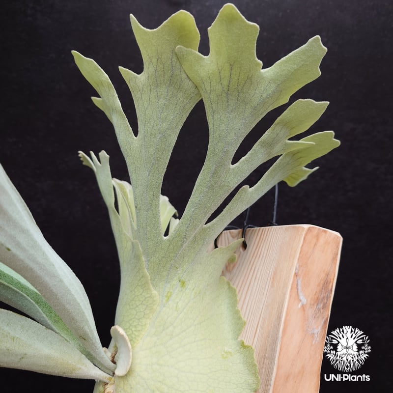 Platycerium pewchan compact ビカクシダ ピューチャン