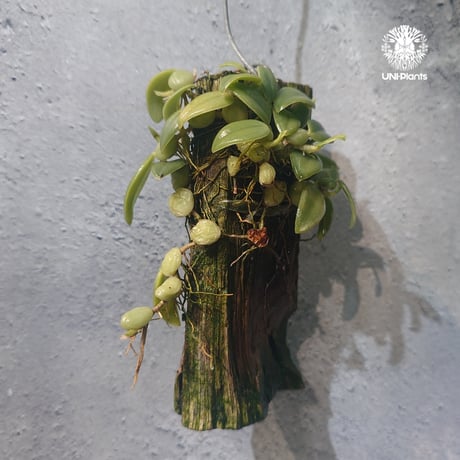 【タイ直輸入・着生ラン】Bulbophyllum cambodianum |  バルボフィラム　カンボジアナム |  Orchid｜着生ラン｜着生蘭