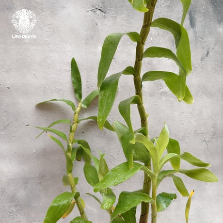 【タイ直輸入】着生ラン デンドロビューム セクンドゥム × Sib ｜珍品・希少ラン・蘭の花｜Dendrobium secundum x Sib