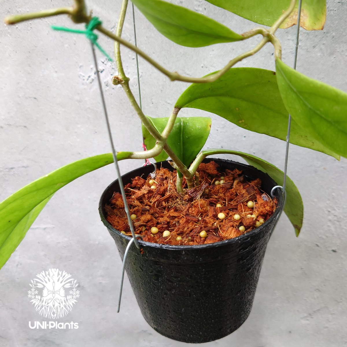 初入荷 希少! Hoya mindorensis dark ホヤミンドレンシス ダーク ホヤ植