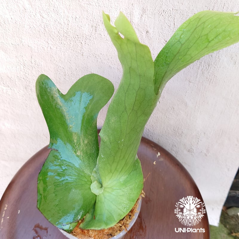 初入荷! ビカクシダ ホルタミー Platycerium holttumii コウモリラン