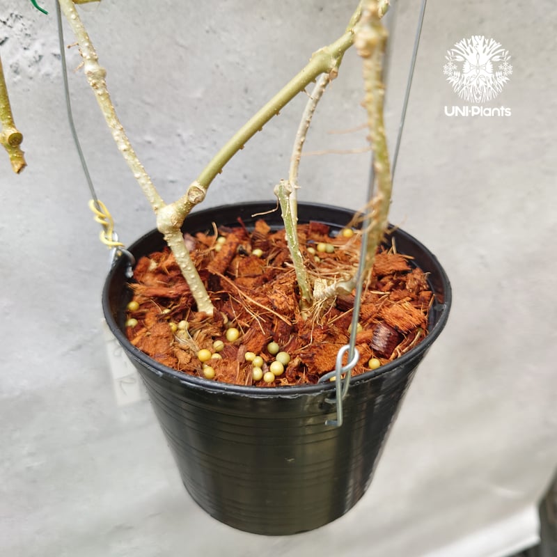 初入荷 希少! Hoya mindorensis PG12 ホヤミンドレンシス ホヤ植物 珍し