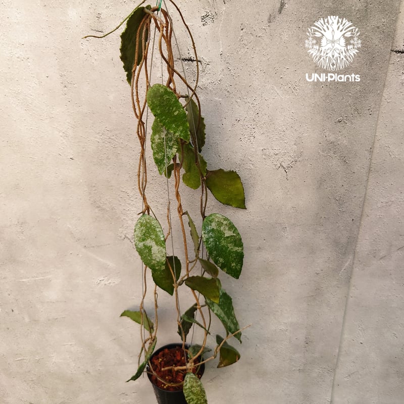 ホヤ カウダータ ゴールド Hoya caudata gold Hoya caudata gold ホヤ カウダータ ゴールド ホヤ植物 珍奇 珍しい