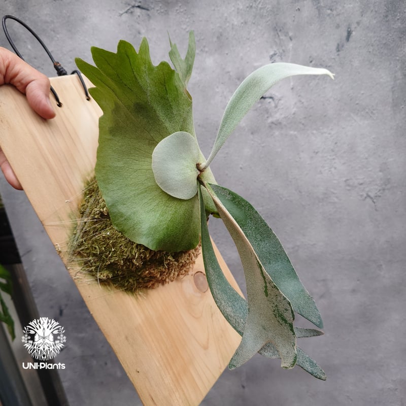 Platycerium willinckii 'W.A.Manda ビカクシダ ウィリンキー