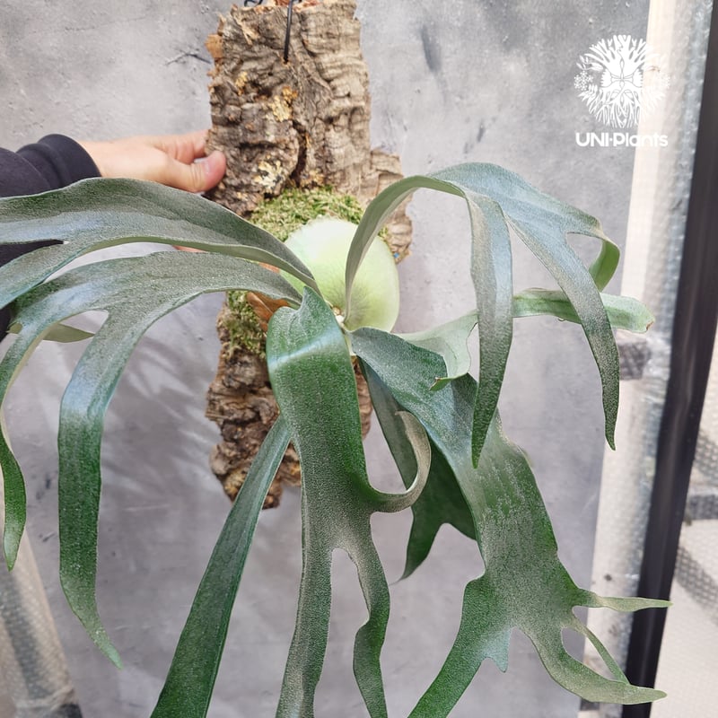 その他観葉植物 Platycerium Rydeen 🌱Platycerium 'Rydeen'🌱 (veitchii wild × Mt. Lewis) Rydeen