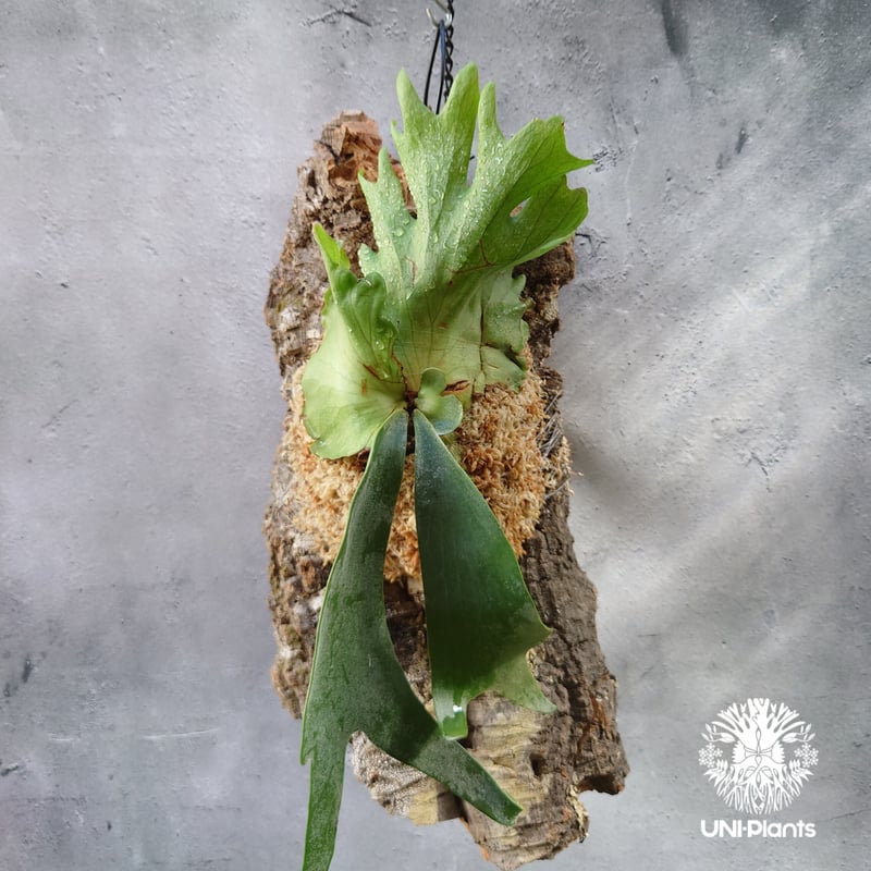 Platycerium willinckii 'W.A.Manda ビカクシダ ウィリンキー