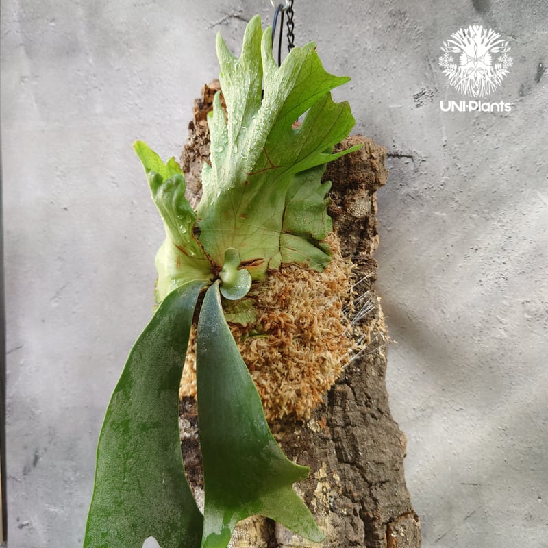 Platycerium willinckii 'W.A.Manda ビカクシダ ウィリンキー