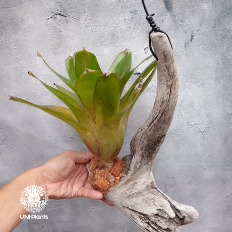 /　ブロメリアと斑入りヤシ ブロメリアと斑入りヤシ Frontier Plants】オンラインストア4月