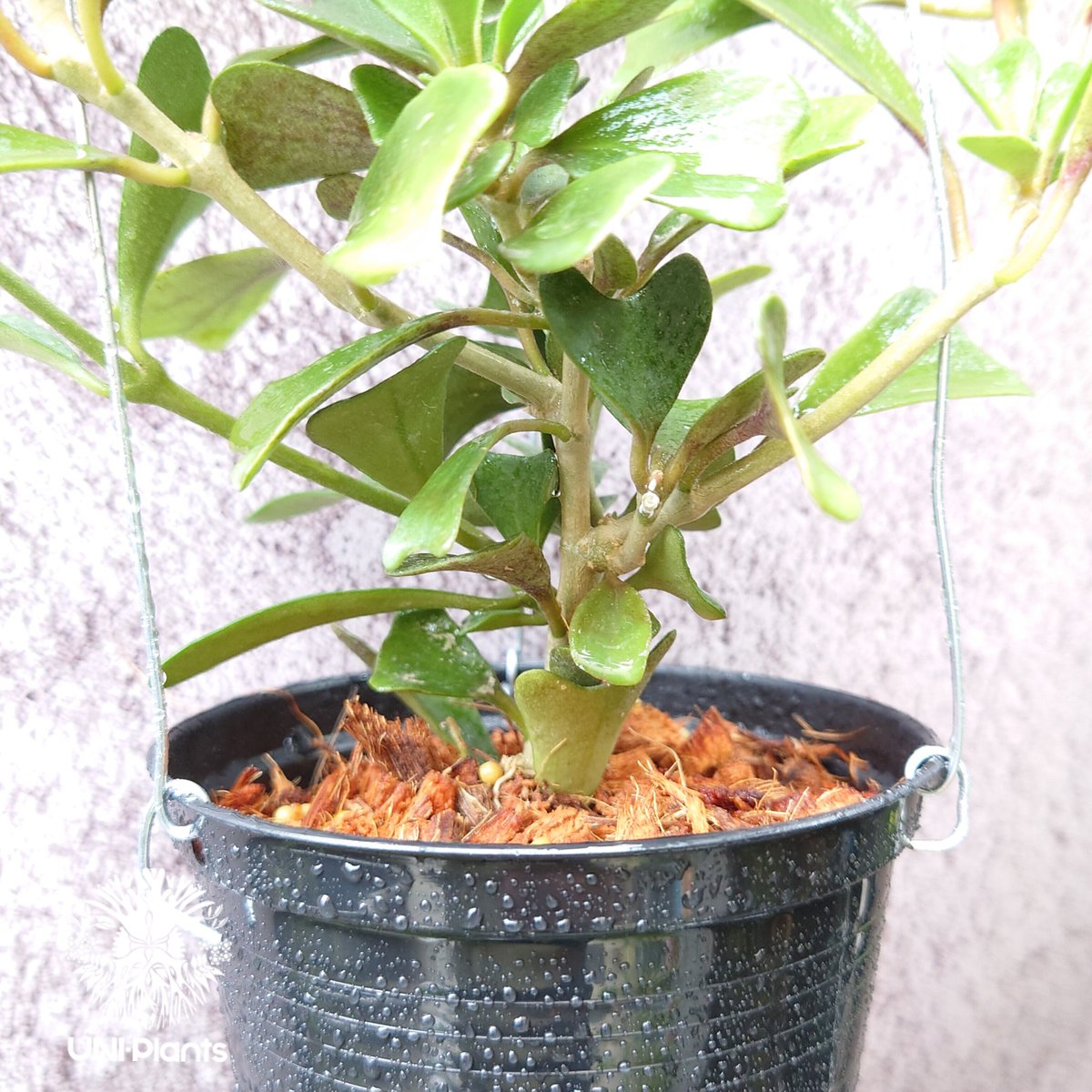 Hoya Manipurensis ホヤ マニプレンシス ホヤ植物 ホヤの花 観葉植物 