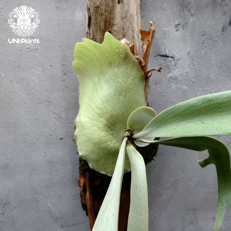 Platycerium willinckii cv. Jessica (pup)ビカクシダ