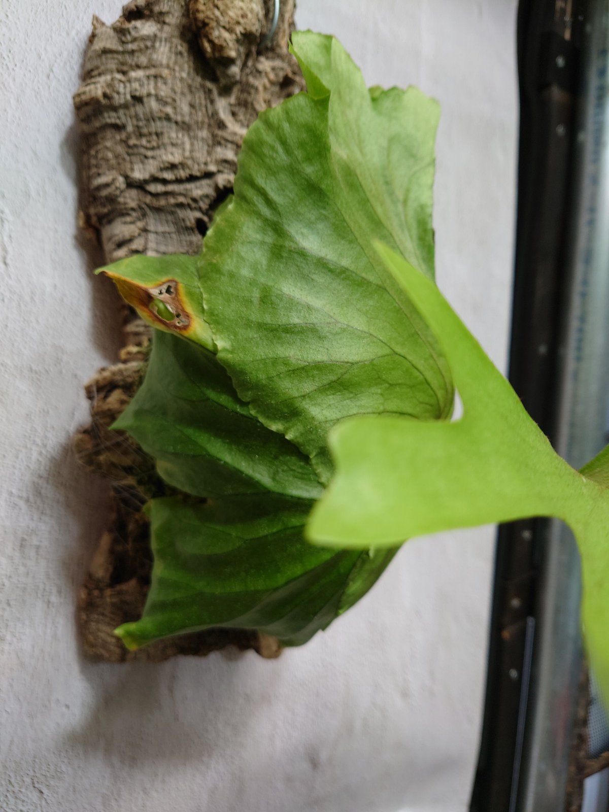 ビカクシダ キッチャクード Platycerium mt.kitshakood コウモリ ビカクシダ キッチャクード Platycerium mt.kitshakood コウモリ