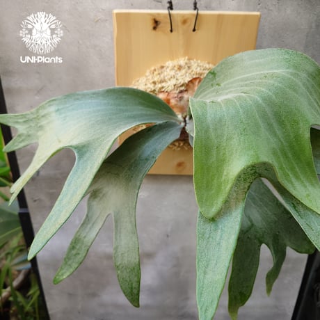 ビカクシダ wandae ワンダエ 大株 【公式通販】