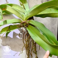 Rhynchostylis gigantea alba リンコスティリス ギガンテア　アルバ（白花）着生蘭 着生ラン orchid 洋蘭 流木着生 インテリア植物 ハンキング植物