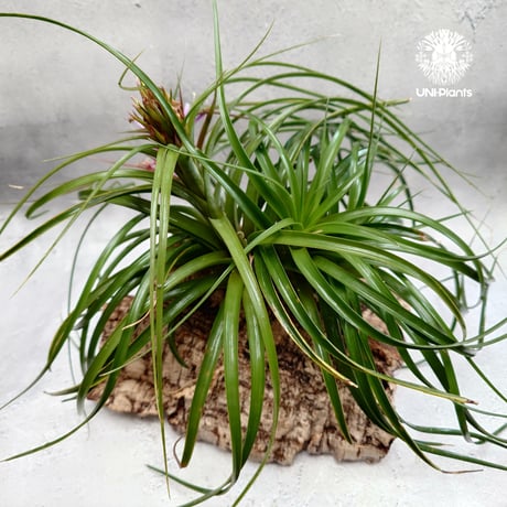 Tillandsia brachycaulos x concolor チランジア・ブラキカウロス×コンコロール Tillandsia エアープランツ エアプランツ ティランジア 着生コルクアレンジ