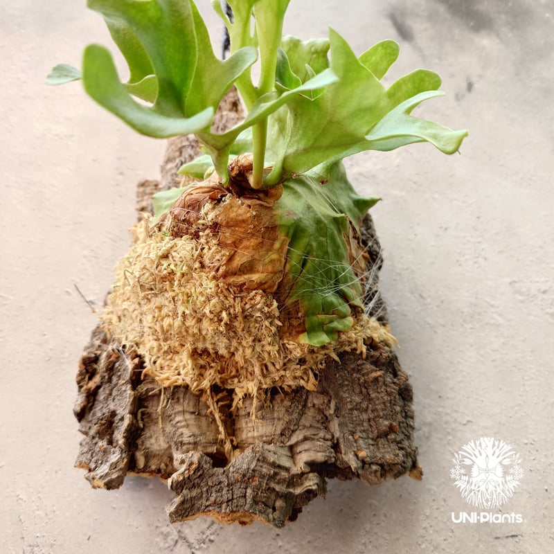ビカクシダ リドレイ ドワーフ Platycerium ridleyi Dwarf