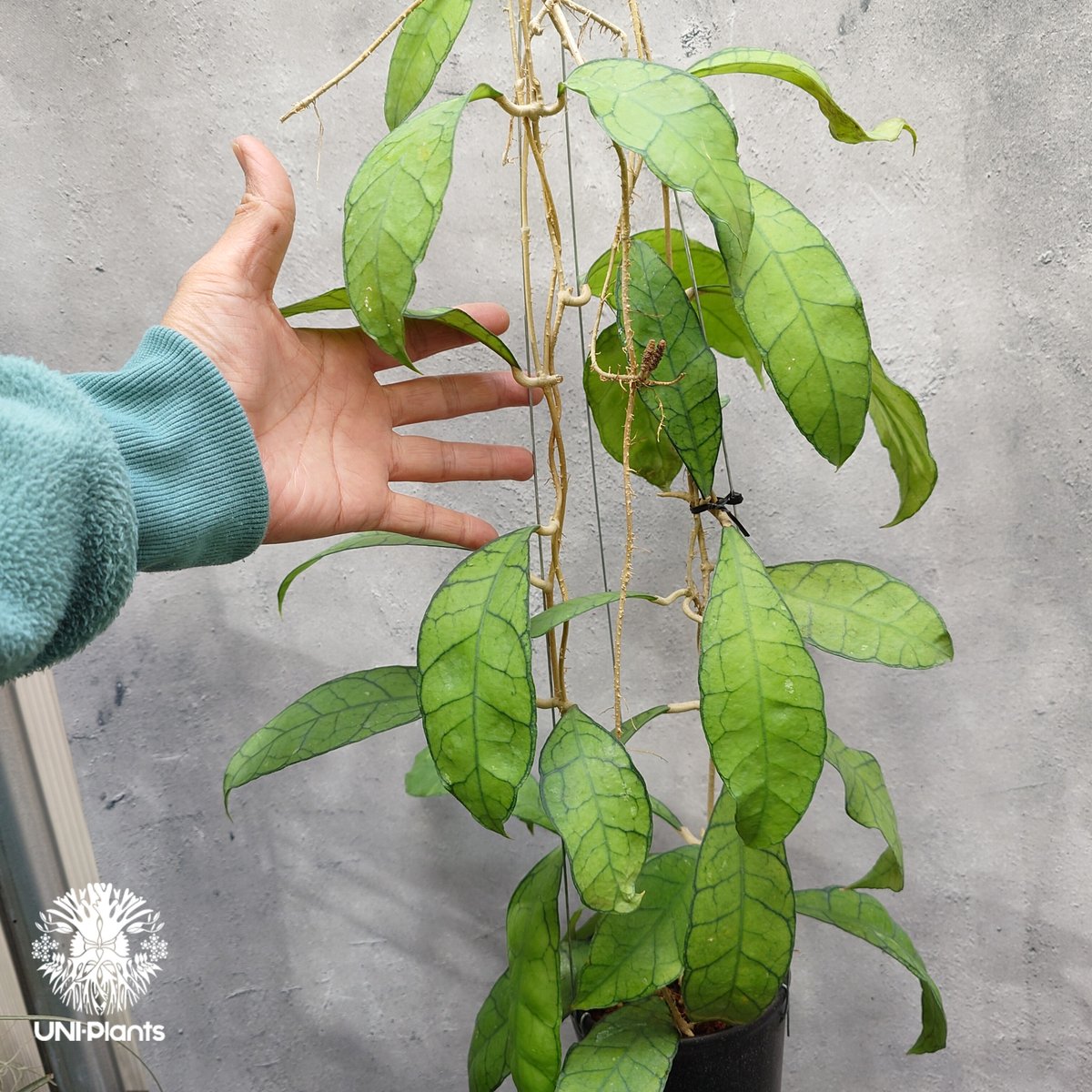 Hoya Kalimantan ホヤ カリマンタン ホヤ植物 ホヤの花 希少 レア つる性 つ...