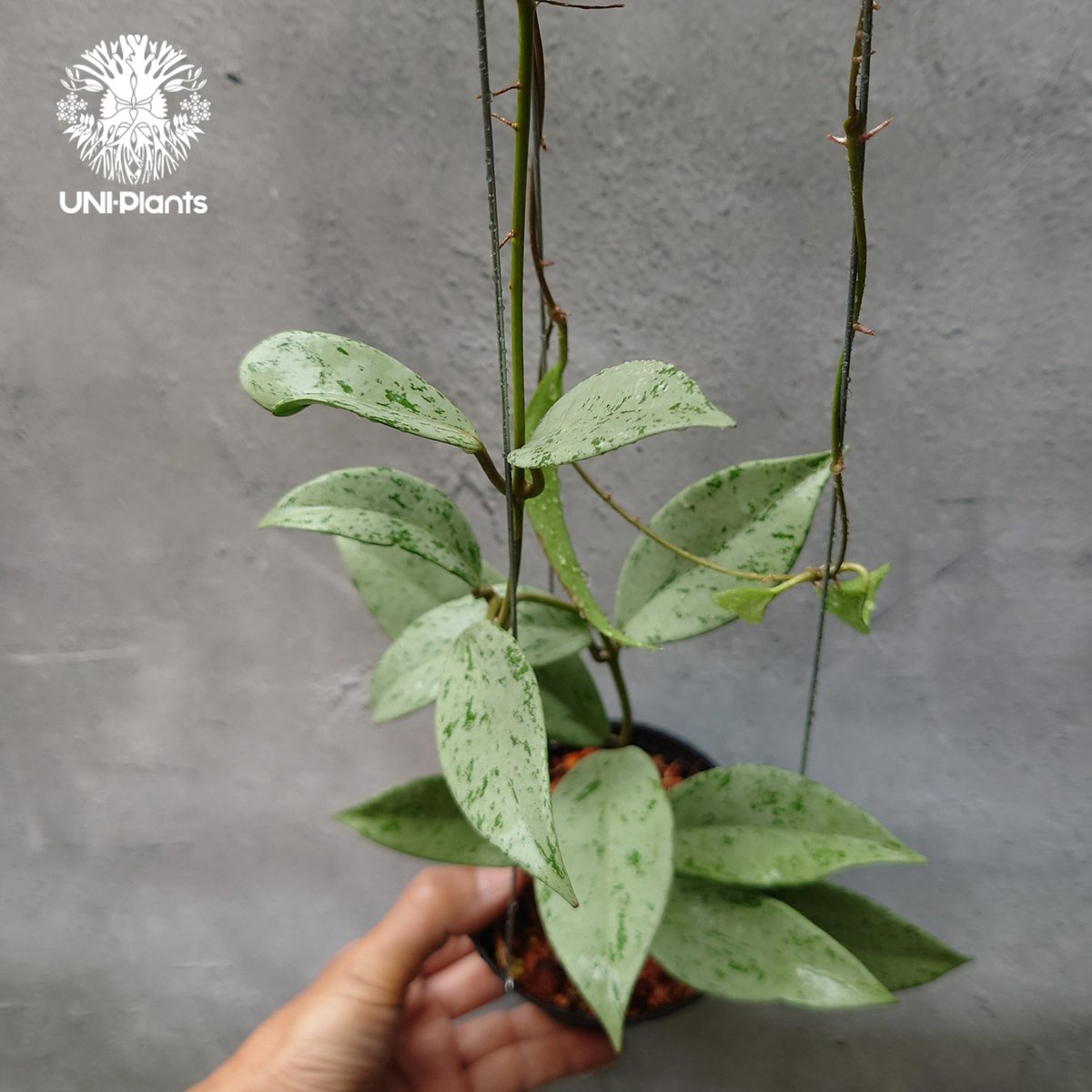 Hoya Pubicalyx silver ghost 希少 ホヤ プビカリクス シルバー Hoya Pubicalyx silver ghost 希少 ホヤ プビカリクス シルバー