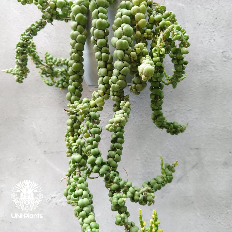 Dischidia nummularia Dragon jade ディスキディア ヌンムラリ