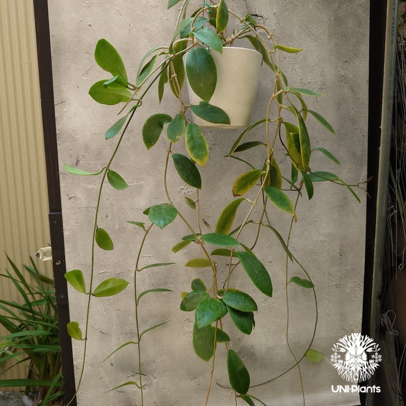 希少! Hoya mindorensis red star ホヤ ミンドレンシス レッドスター