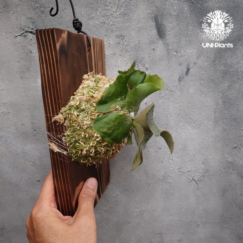 Platycerium willinckii wild cat(spore) ビカクシダ ウィ