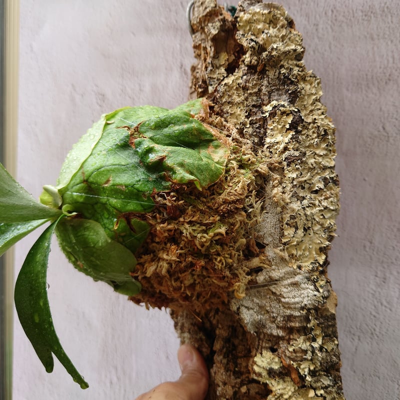 P.Horne's Surprise 】ビカクシダ ホーンズサプライズT103 ビカクシダ