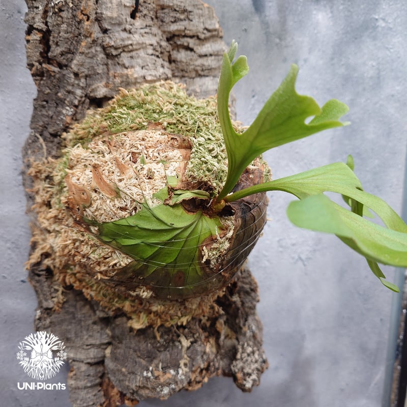 ビカクシダ リドレイ ワイドフォーム Platycerium ridleyi wide