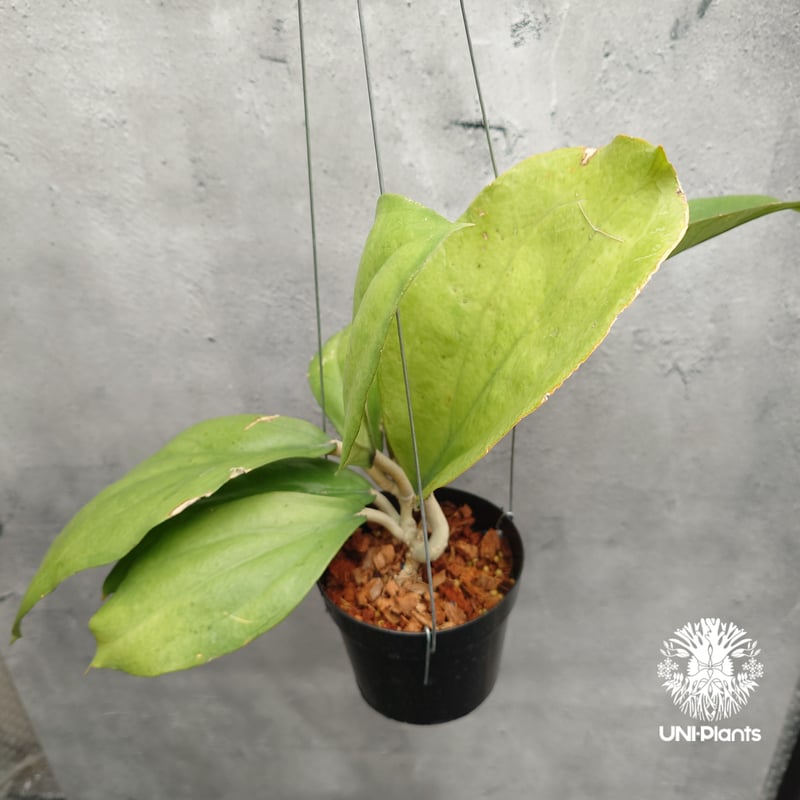 Hoya Lambii ホヤ ランビー ホヤ植物 ホヤの花 Hoya Plants 珍しい 希