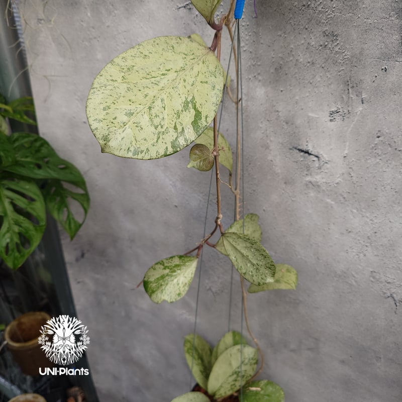 Hoya michelle silver ホヤ植物 ホヤの花 Hoya plants 希少 レ