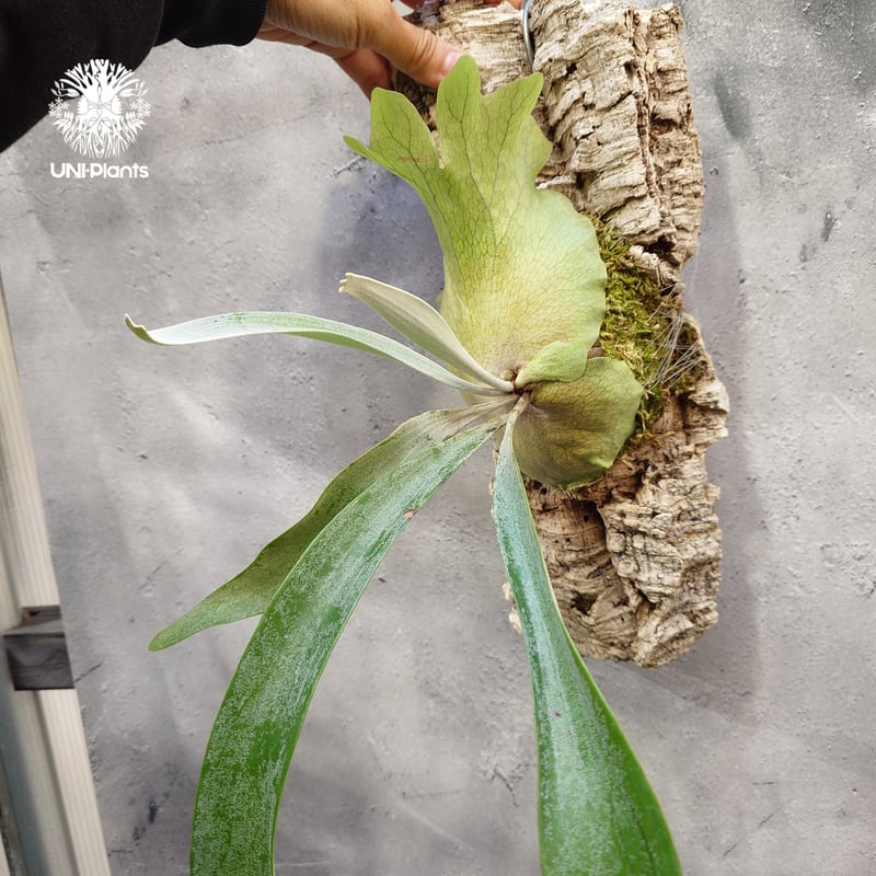 Platycerium Paul Vespa ビカクシダ ポールベスパ ビカクシダ