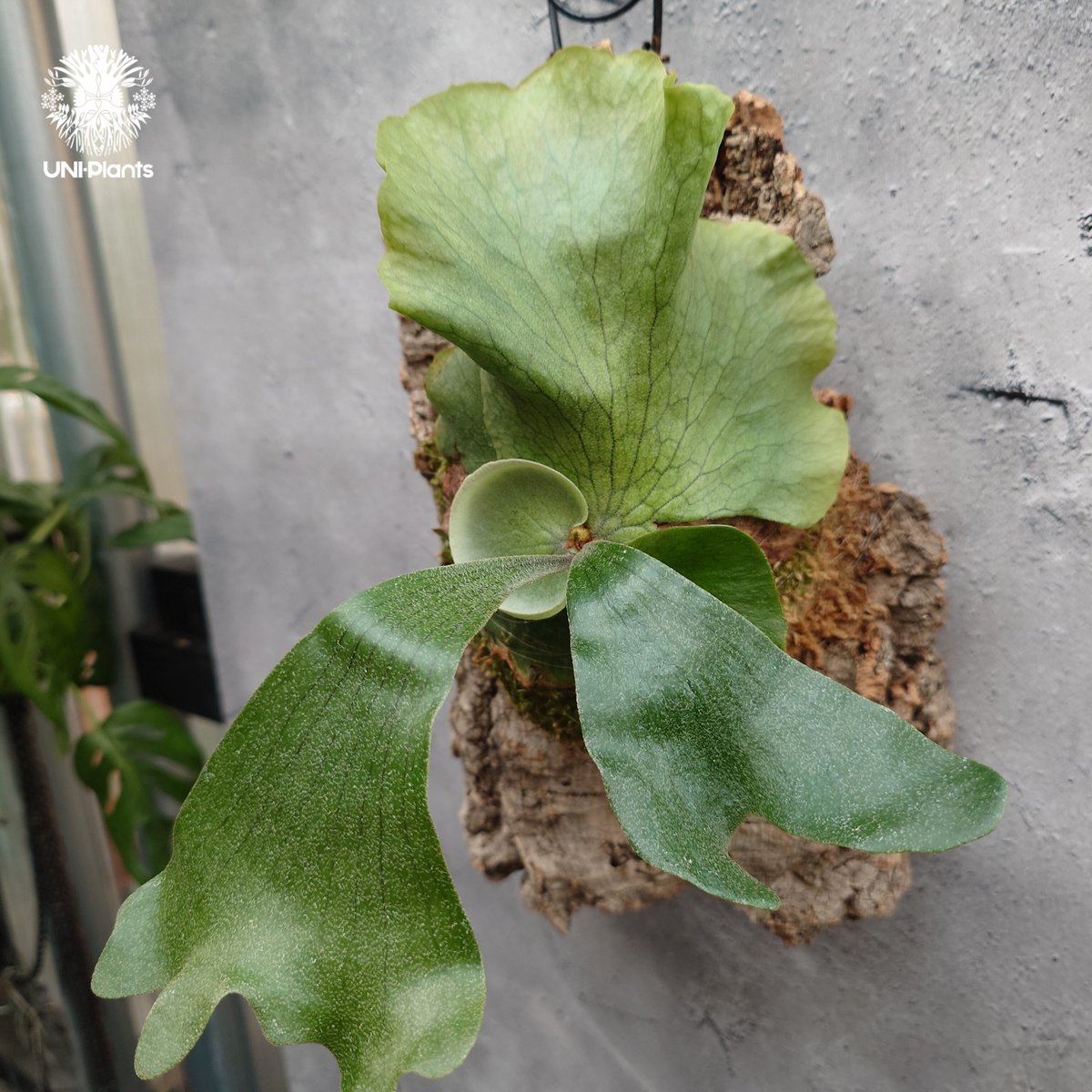 Platycerium wandae × veitchii ビカクシダ ワンダエ×ベイチー コ