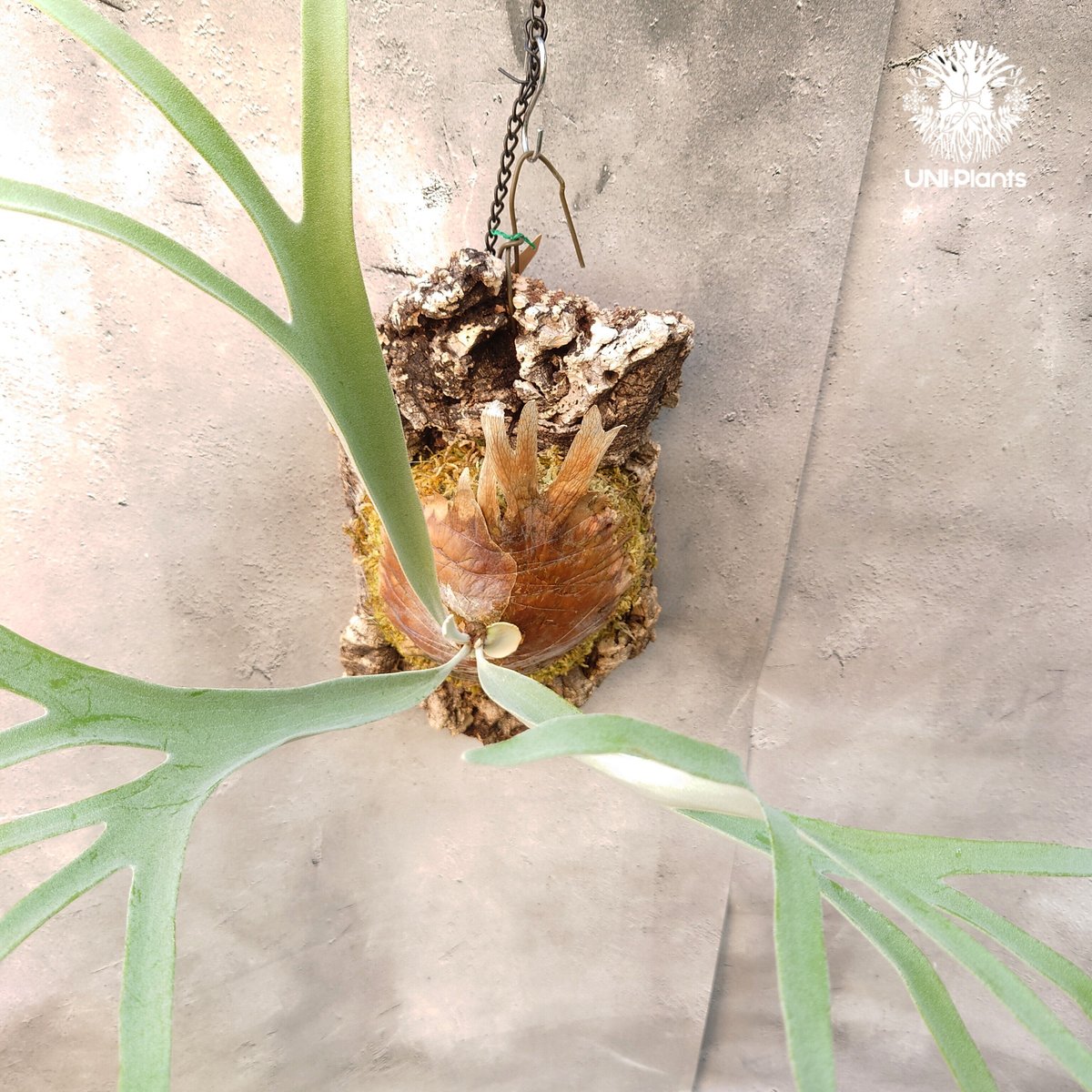 【たーくん】ビカクシダ　レモイネイ他 ビカクシダ レモイネイ Platycerium veitchii 'Lemoine' コウモリ
