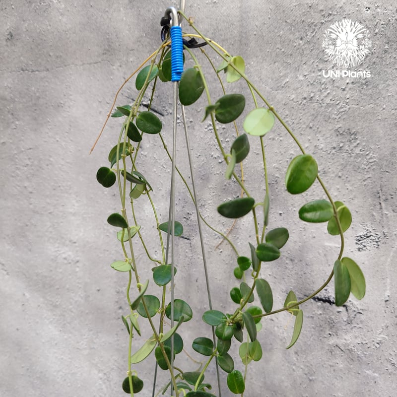 限定1株入荷 Hoya Pulleana ホヤプレナ ホヤ植物 ホヤの花 Hoya