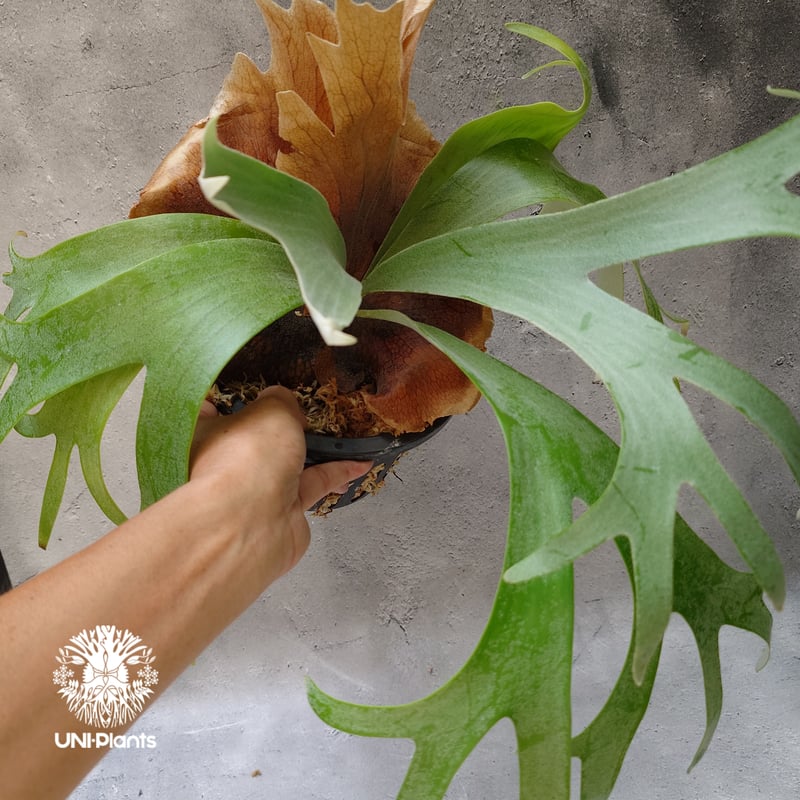 Platycerium Banna #A (pup) ビカクシダ バンナ #A (子株) ビカ