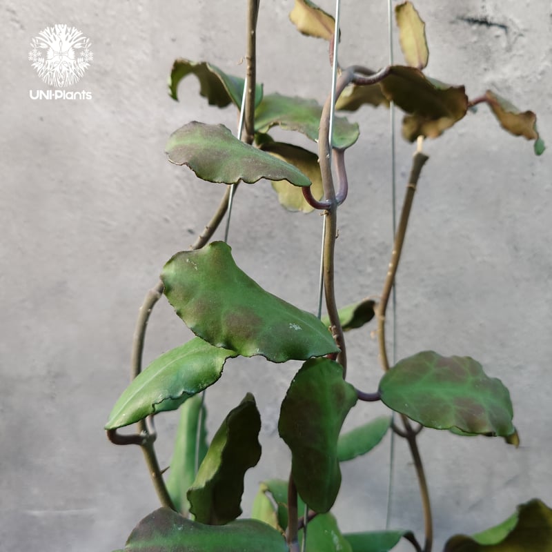 Hoya Waymaniae Borneo ホヤ ウェイマニアエ ボルネオ ホヤ植物 ホヤの