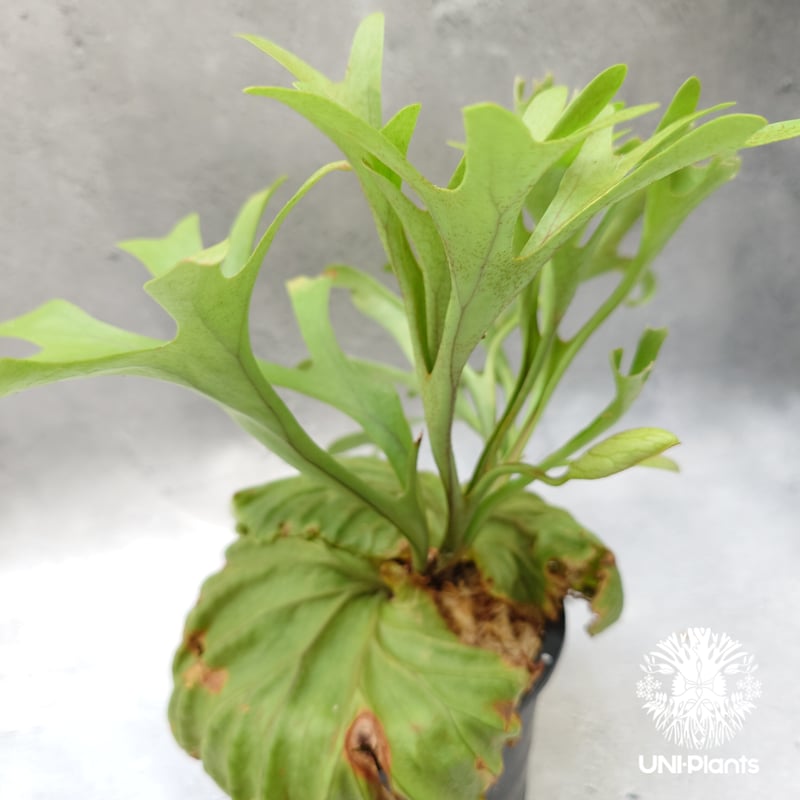 ビカクシダ　リドレイ Amazon｜【charm】（観葉植物）ビカクシダ リドレイ スポア 2