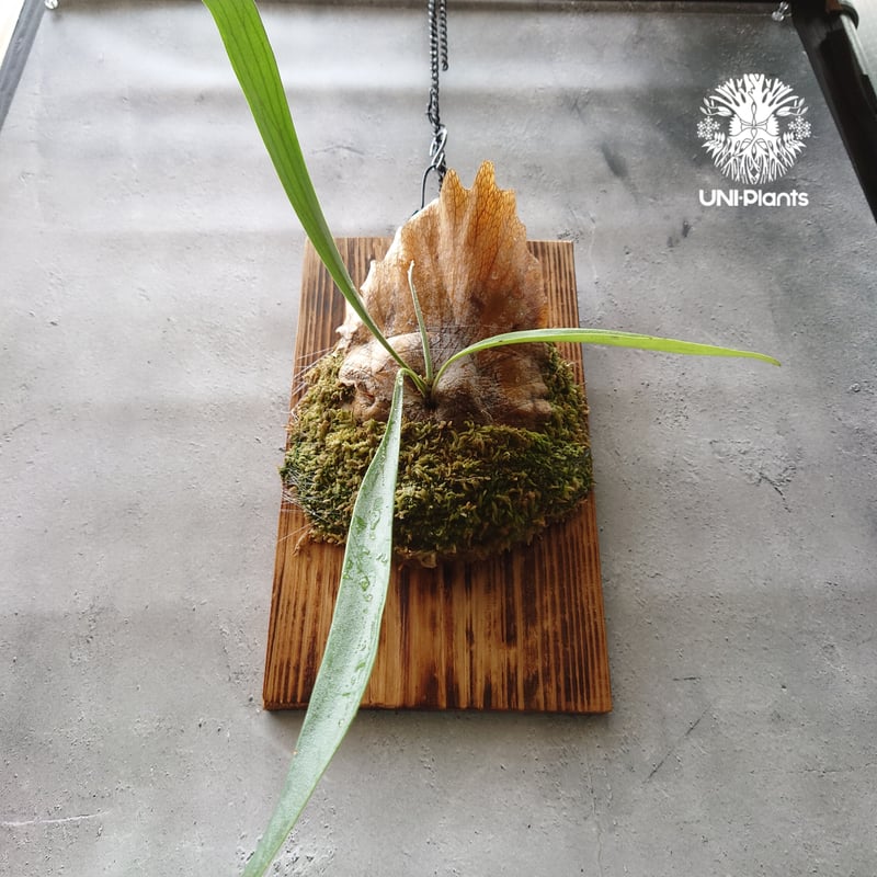 Platycerium Blue vista ビカクシダブルービスタ ビカクシダウィ