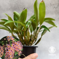 【タイ直輸入】着生ラン デンドロビューム ファーメリー (ピンク） ｜珍品・希少ラン・蘭の花｜Dendrobium farmeri 'Pink'