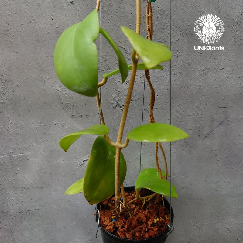 初入荷 希少! Hoya mindorensis pink dragon ホヤミンドレンシス