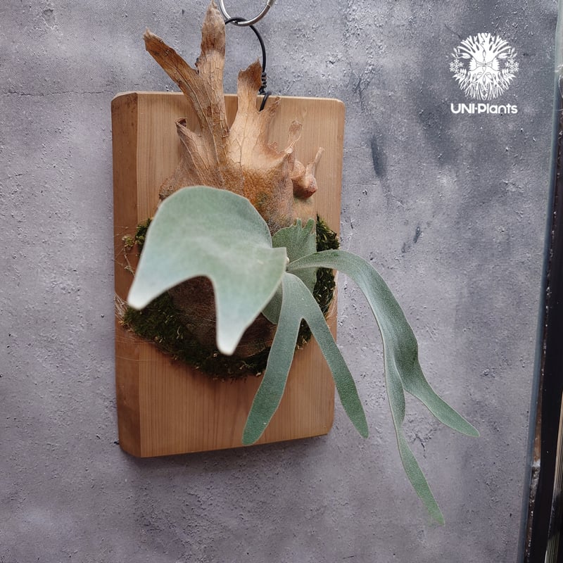 Platycerium pewchan ビカクシダ ピューチャン ビカクシダ シダ植物