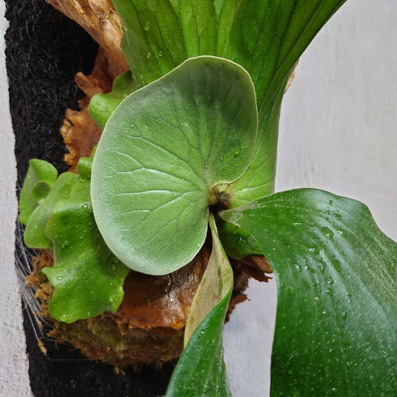 ビカクシダ エレファントティス Platycerium elephantotis ヘゴ