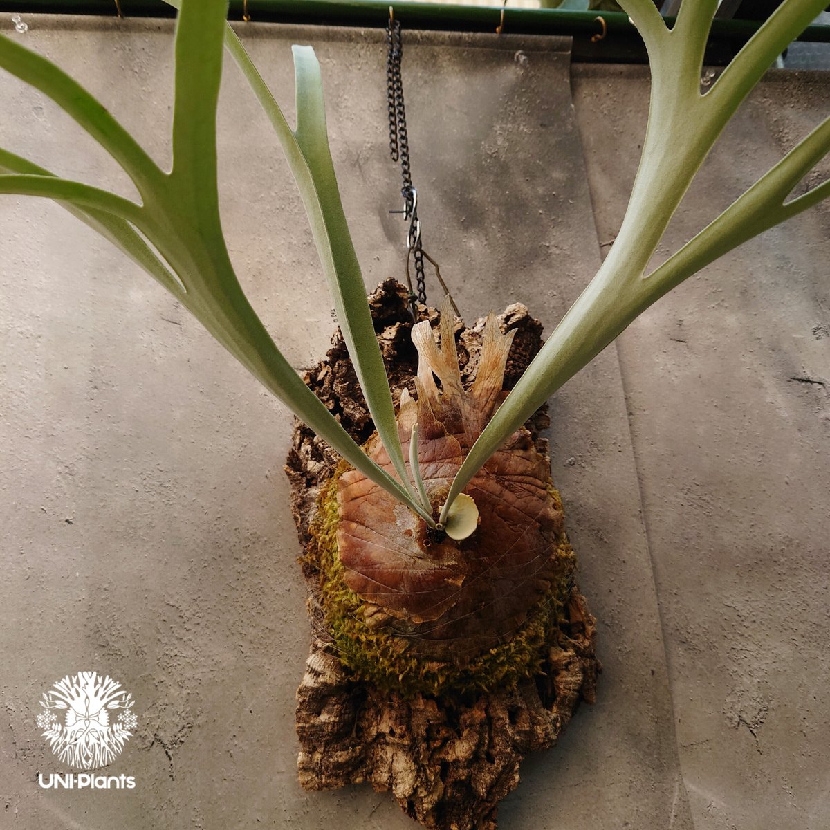ビカクシダ レモイネイ Platycerium veitchii 'Lemoine' コウモリ ビカクシダ レモイネイ Platycerium veitchii 'Lemoine' コウモリ