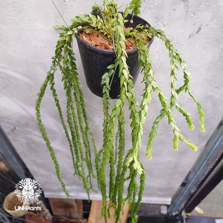 Huperzia spp. フペルジア  Phlegmariurus (フレグマリウルス) 観葉植物 珍奇植物 植物 着生植物 インテリア植物 珍しい シダ植物