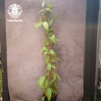 Hoya stenophylla ホヤ ステノフィラ 希少 ホヤ植物 ホヤの花 珍しい