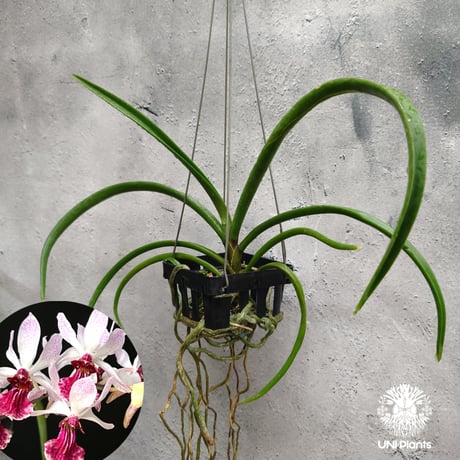 CATEGORY 着生ラン(Orchid) | UNI-Plants ビカクシダ、ホヤ植物、着